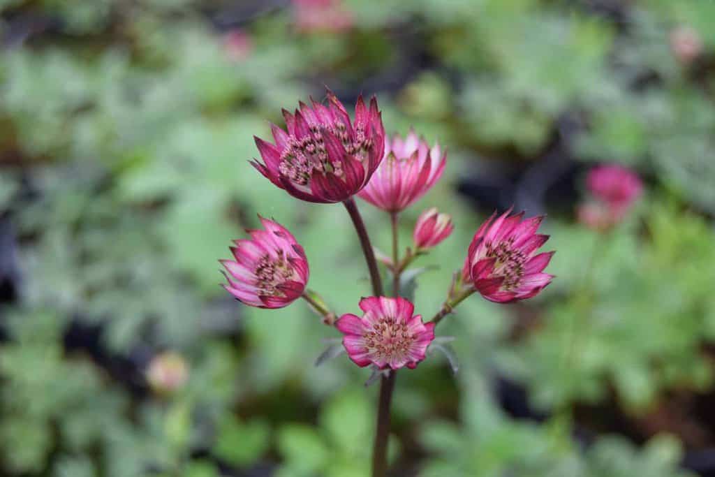 Astrantia major 'Claret' ---